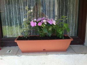 balkonláda virágok