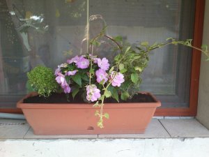 balkonládavirágok
